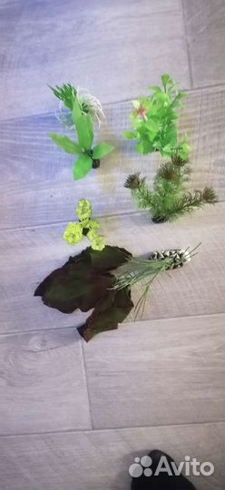 Растения в аквариум