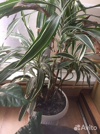 Драцена деремская полосатая