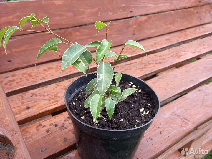 Толстянка,монстера,алоэ,фикус и др.комнатные цветы