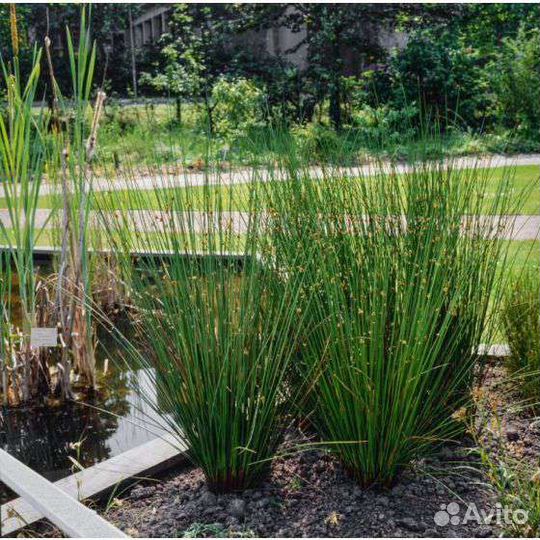 Декоративные злаки