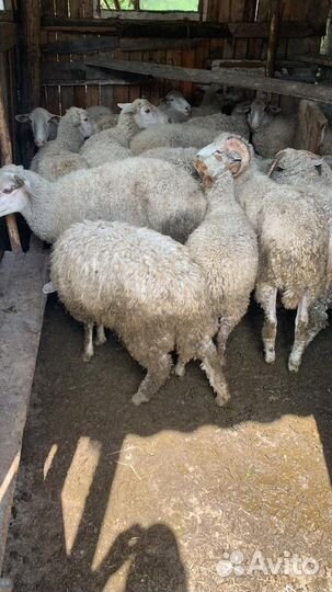 Овцы и бараны