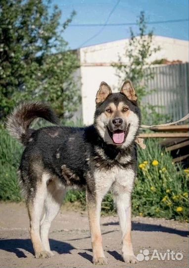 Пёс в добрые руки