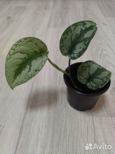 Сциндапсус Пиктус Трейби