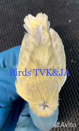 Кенара и канарейки глостеры