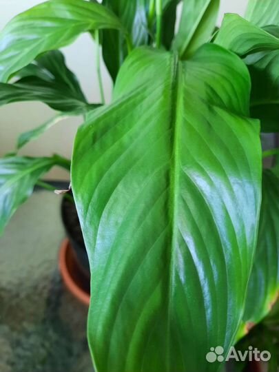 Спатифиллум