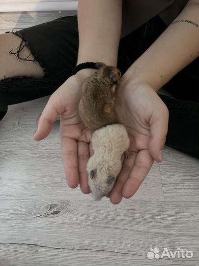 Сирийские хомячки