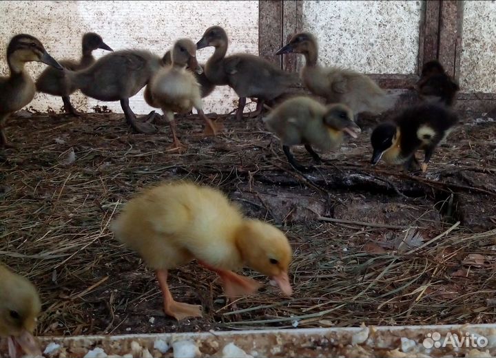 Утки Индийский бегунок, утята