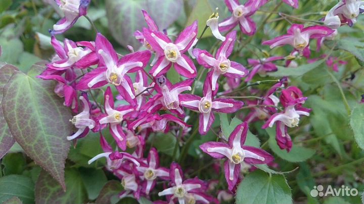 Горянка, черемша, аконит, синюха, сныть пестр.,зол