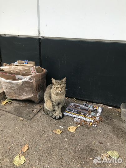 Кошки в добрые руки бесплатно