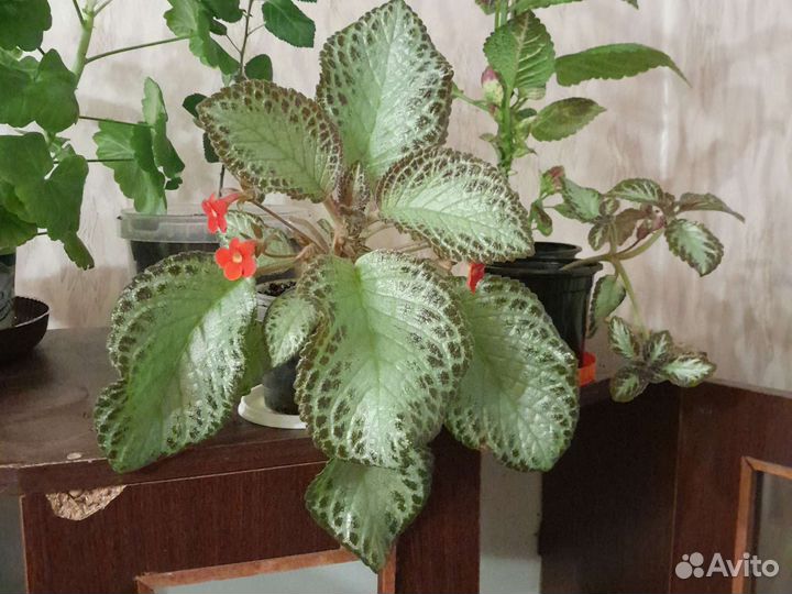 Глоксиния цветущая