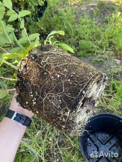 Саженцы жимолости 1,2,3 года оптом и в розницу