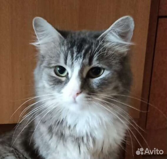 Шикарная красотка фифа