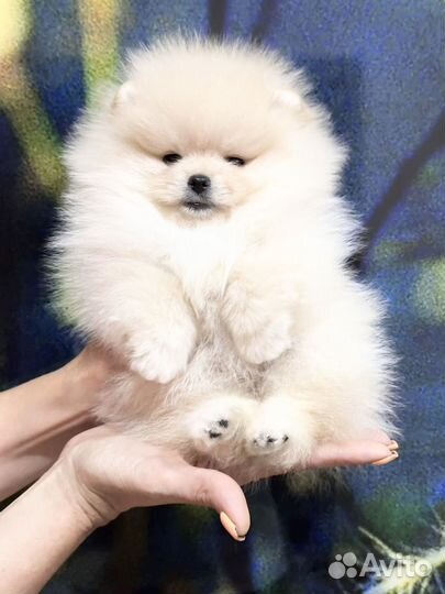 Настоящие мишки