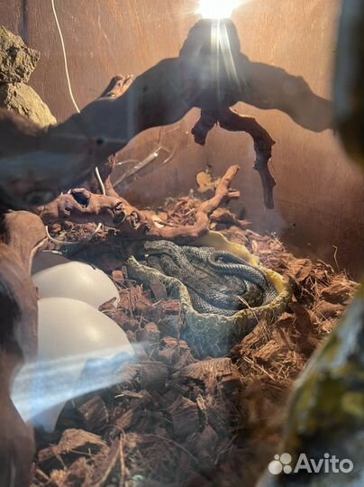 Змея полоз