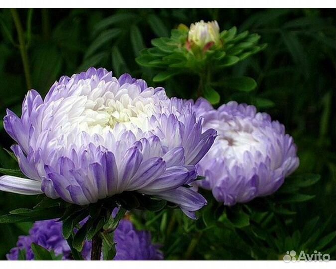 Астра Chelsea Silver