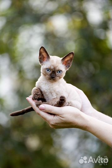 Девон-рекс котята