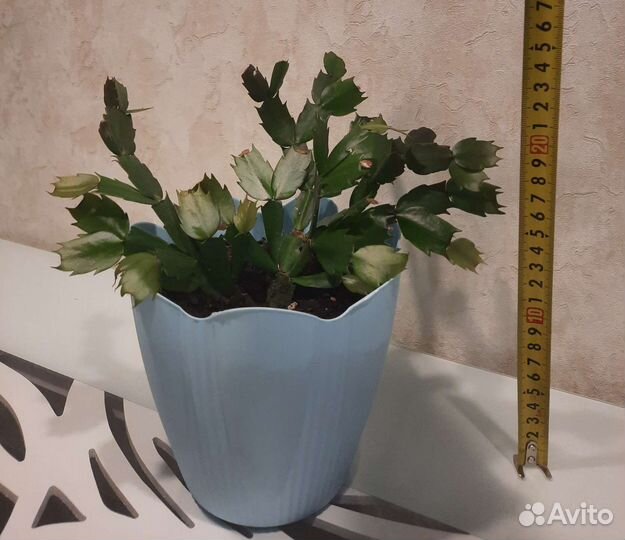 Декабрист с горшком