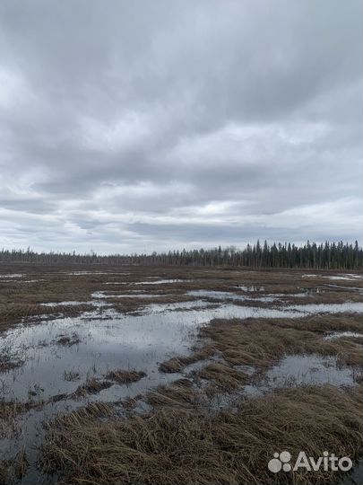 Организация охоты на гуся