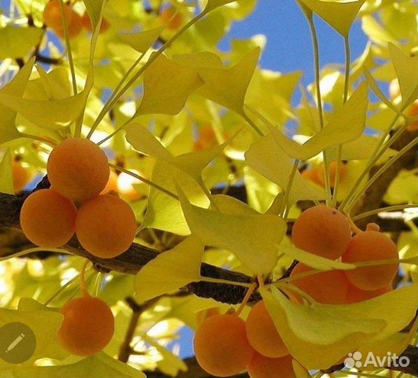 Гинкго билоба