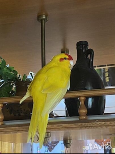 Пара попугаев какариков