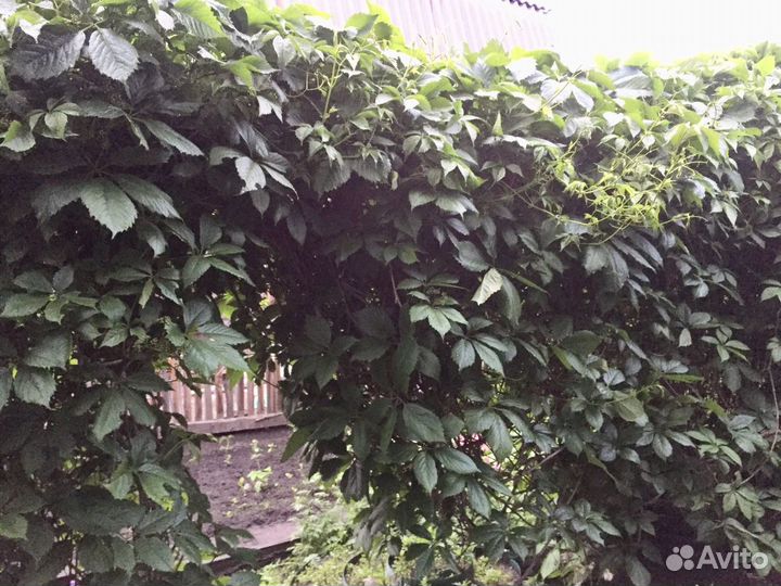 Девичий виноград