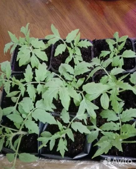 Томат монгольский карлик