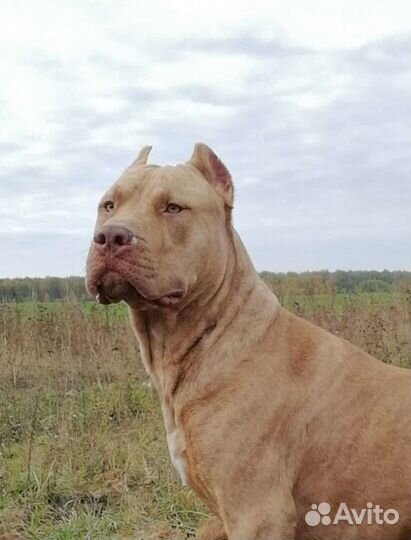 Американский питбультерьер