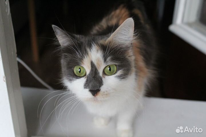 Трехцветная красавица Мара ищет новый дом