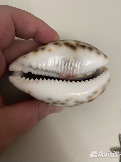 Ракушки, камушки с моря