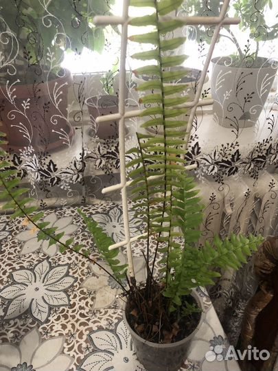 Комнатные растения цветы большие