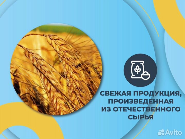 Пшеница