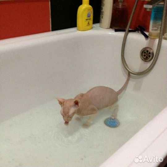 Донской сфинкс вязка