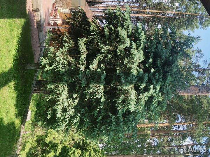 Ель голубая