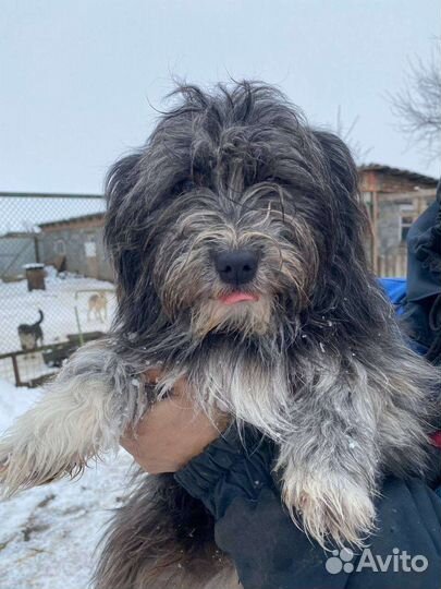 Собака-девочка