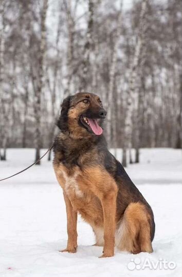 Добрая девочка ищет хозяина