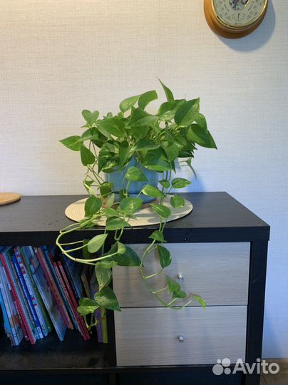 Отдам бесплатно растения