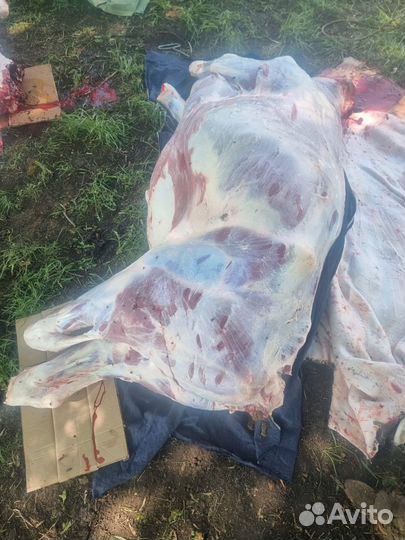 Быков тёлок каров живём также мясо и вынужденый