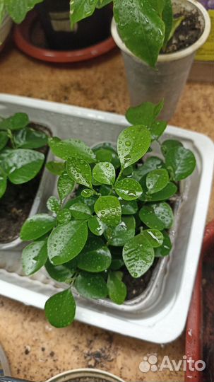 Мурайя, сеянцы