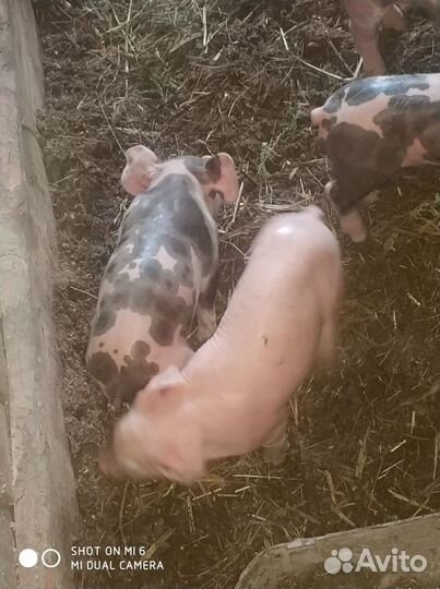 Поросята петрен + петрен макстер 304.Дюрок 7 мес