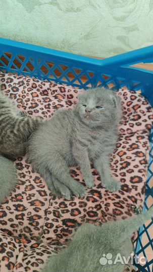 Британские котята