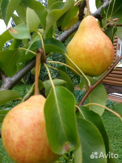 Черенки плодовых деревьев для прививки