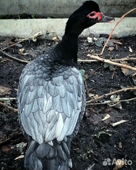 Индоутята лаванда