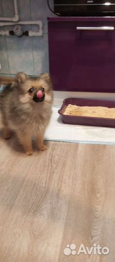 Щенки шпица