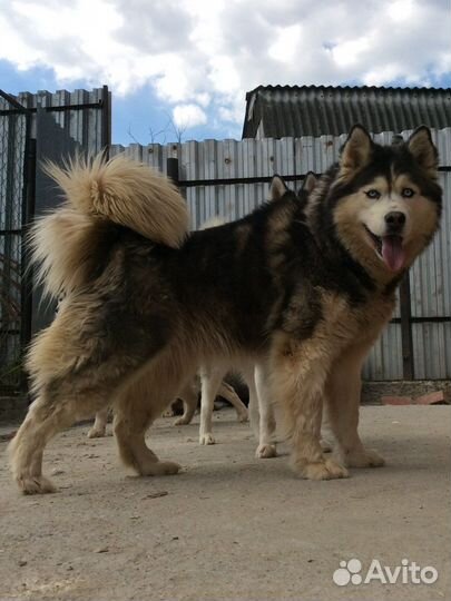 Безумной красоты хаски