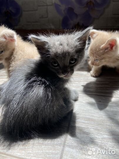 Котята