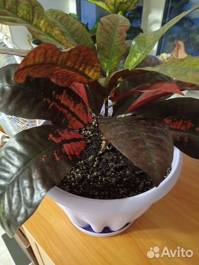 Кротон миссис айстон