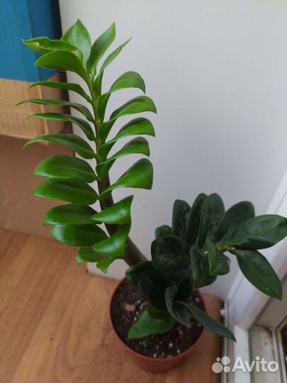 Зимиокулькас разные