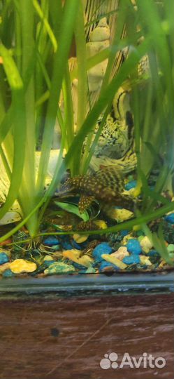 Аквариумные рыбы