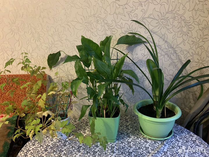 Комнатные цветы