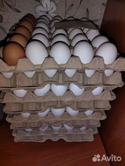 Яйцо куриное